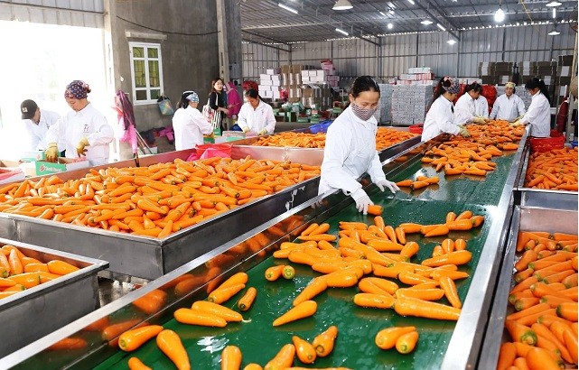 Sơ chế, phân loại cà rốt xuất khẩu tại Công ty CP Chế biến nông sản thực phẩm Tân Hương, huyện Cẩm Giàng